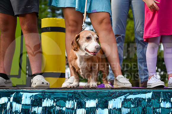 230927 Red and Green Parade - Taryn Farsnworth-30